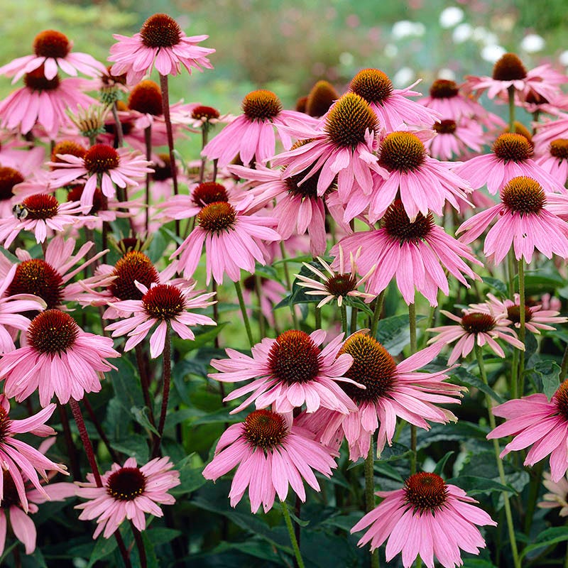 Purple Coneflower Seeds - Image 3
