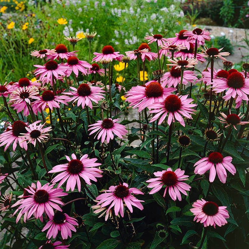 Purple Coneflower Seeds - Image 4