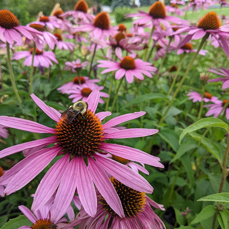 Purple Coneflower Seeds - Image 7