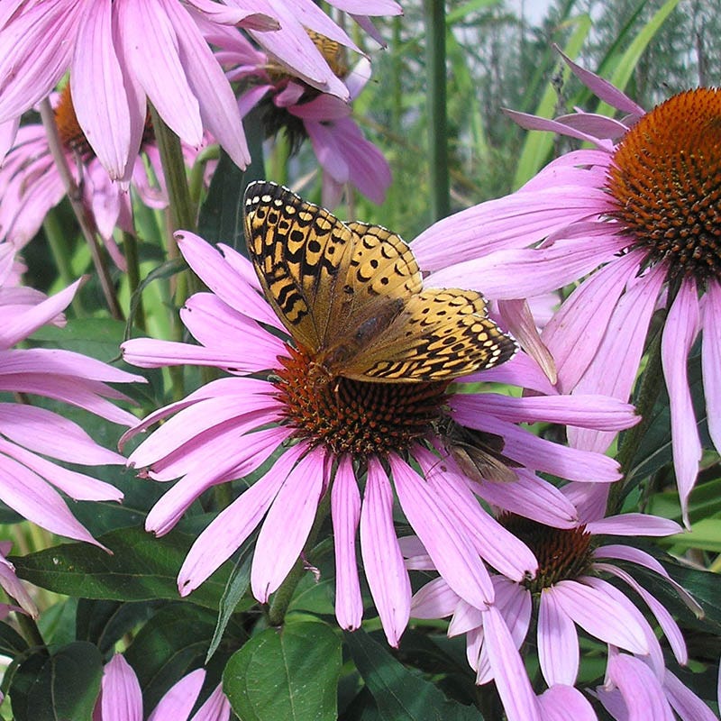 Purple Coneflower Seeds - Image 8