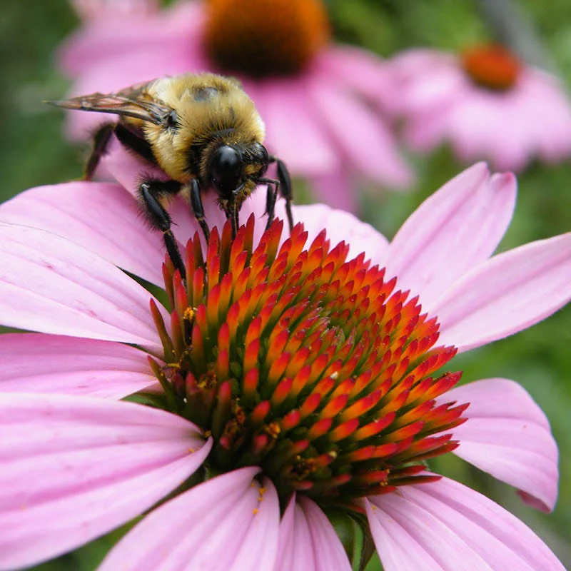 Purple Coneflower Seeds - Image 9