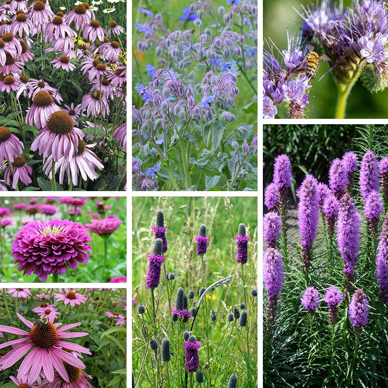 Cool Color Wildflower Seed Patchwork - Image 5