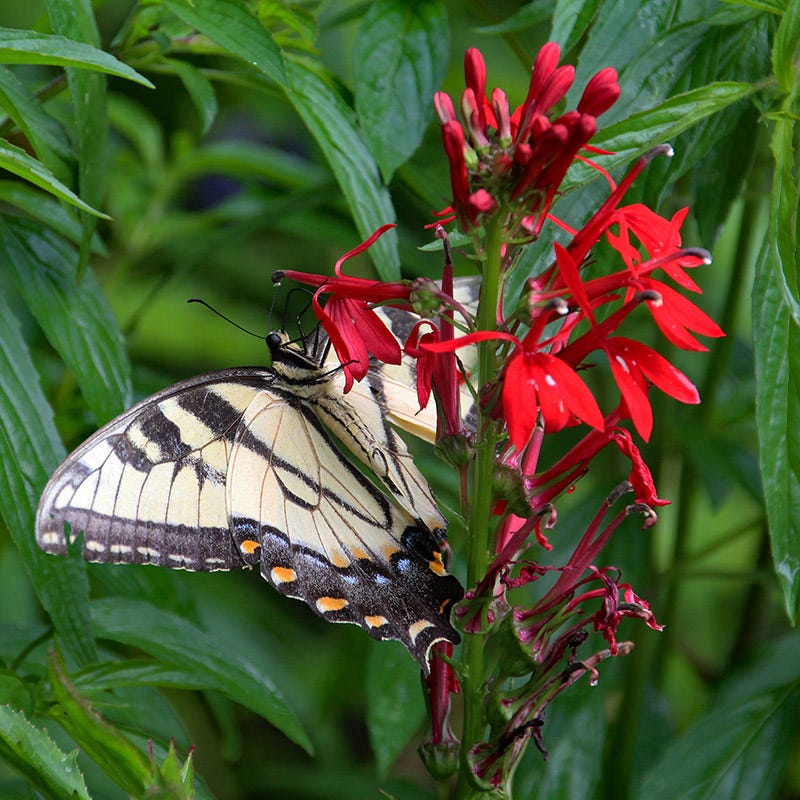 Cardinal Flower Seeds - Image 2