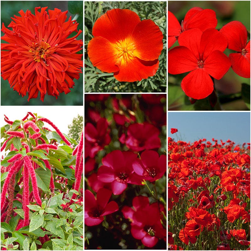 Red, White, & Blue Wildflower Seed Patchwork - Image 2