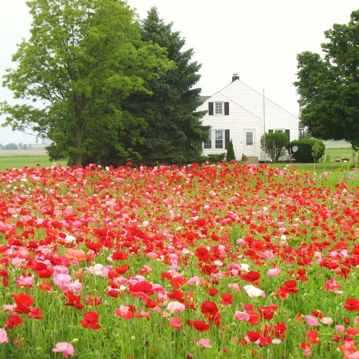 Red Poppy Seed Mix - Image 3