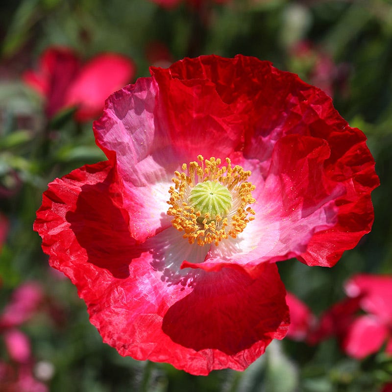 Red Poppy Seed Mix - Image 4