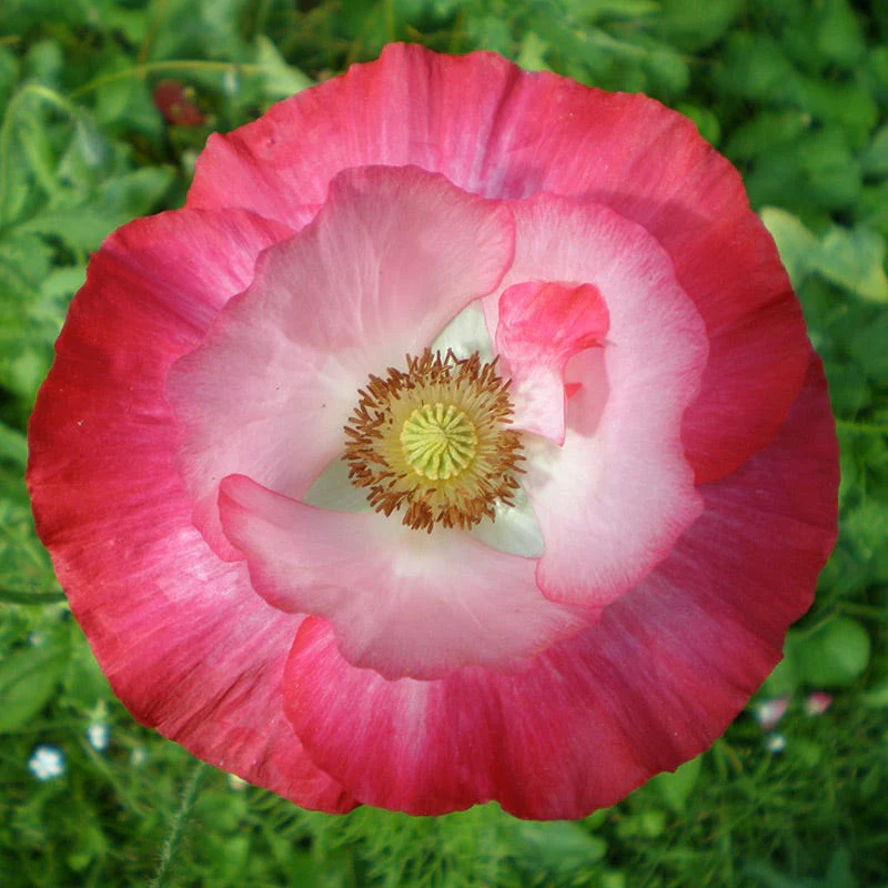 Red Poppy Seed Mix - Image 5