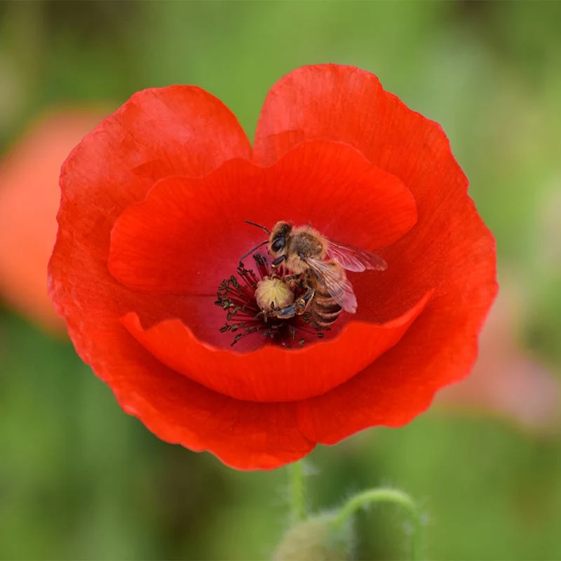Red Poppy Seeds - Image 5