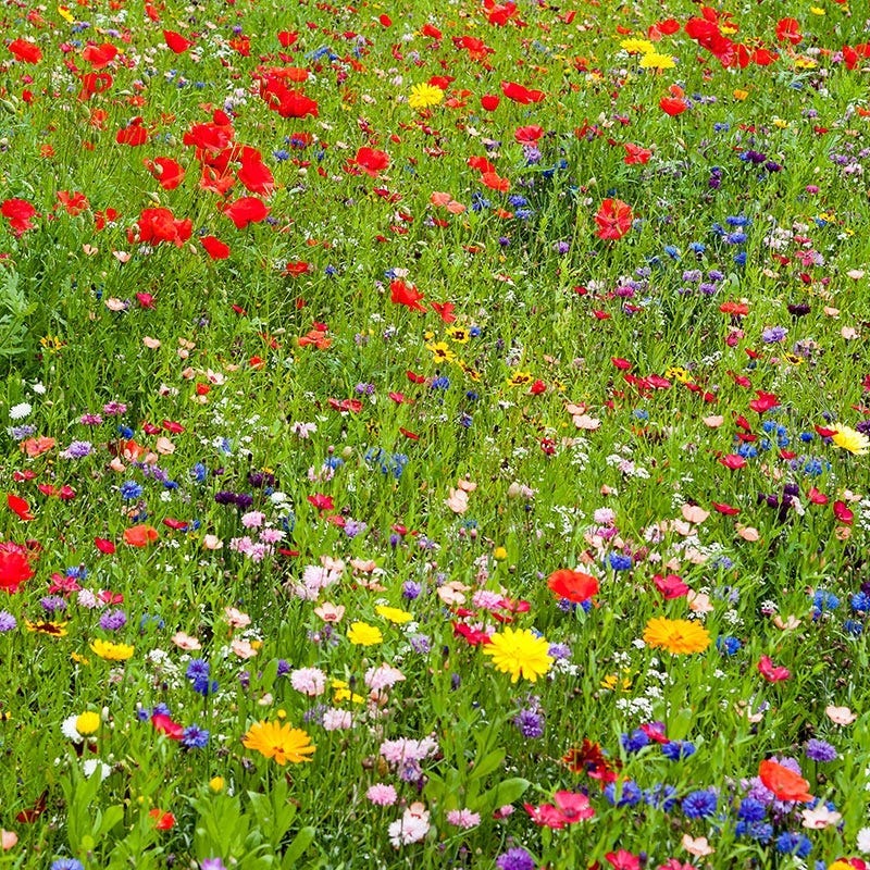 Rhode Island Select Wildflower Seed Mix - Image 2