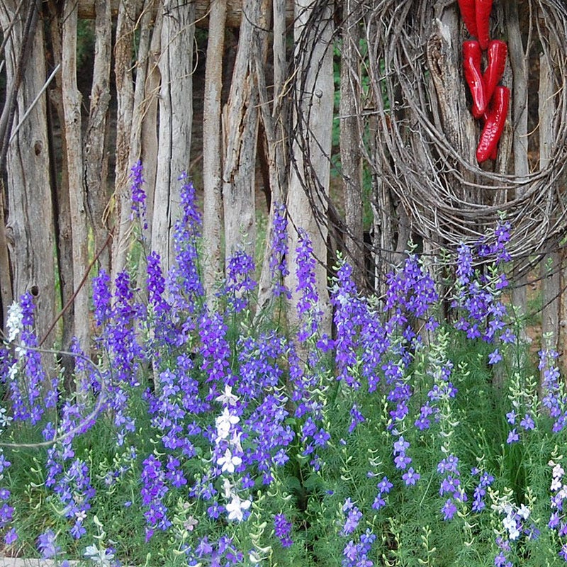 Rocket Larkspur Seeds - Image 2