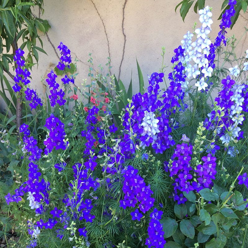 Rocket Larkspur Seeds - Image 7