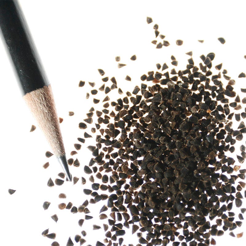 Rocket Larkspur Seeds - Image 9