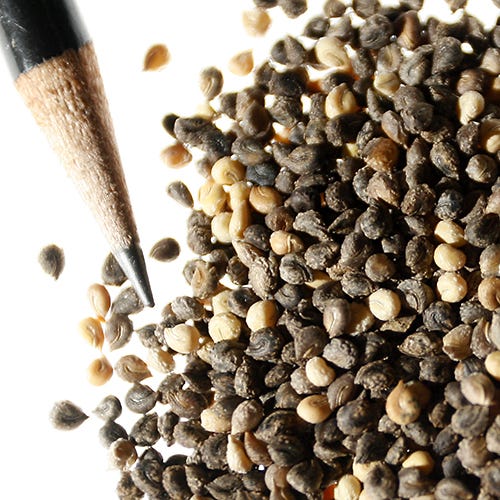 Rocky Mountain Bee Plant Seeds - Image 3