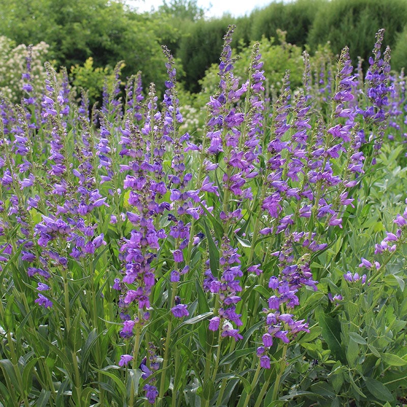 Rocky Mountain Penstemon Seeds - Image 2