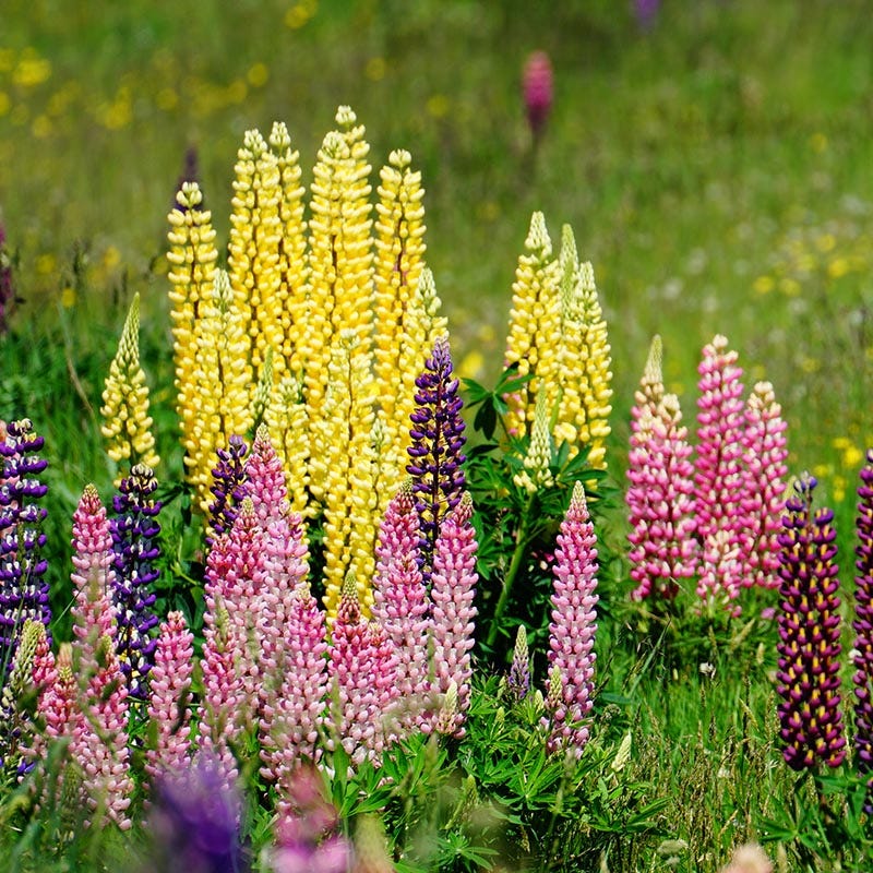 Russell Lupine Seed Mix - Image 3