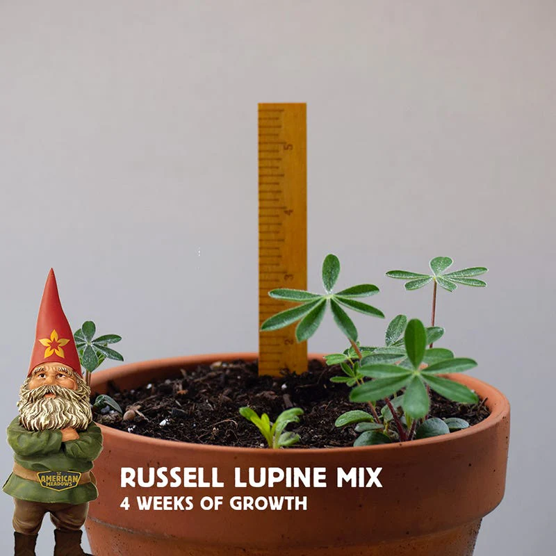 Russell Lupine Seed Mix - Image 5