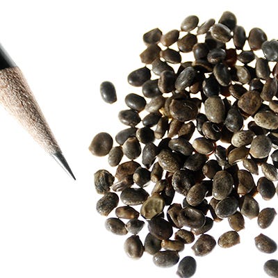 Russell Lupine Seed Mix - Image 6