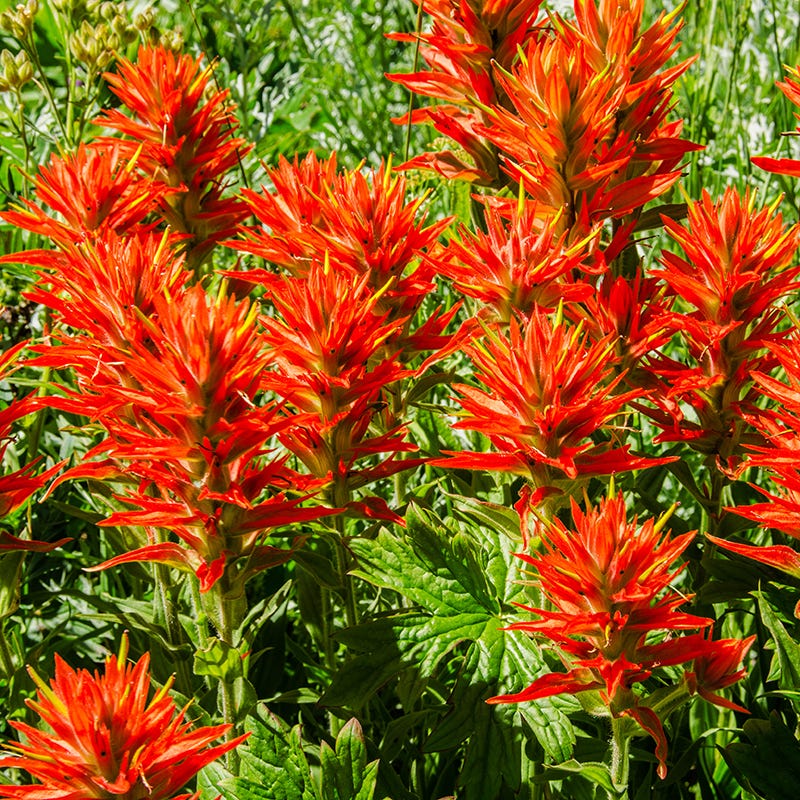 Scarlet Paintbrush Seeds - Image 2