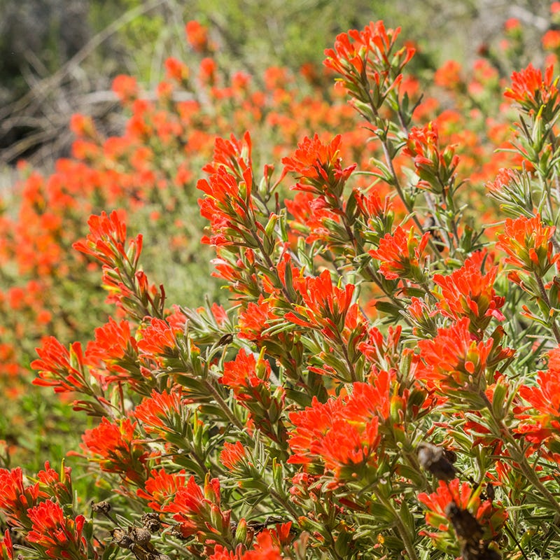 Scarlet Paintbrush Seeds - Image 3