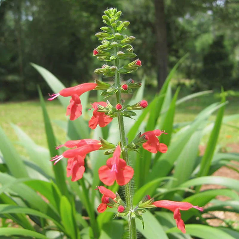 Scarlet Sage Seeds - Image 3