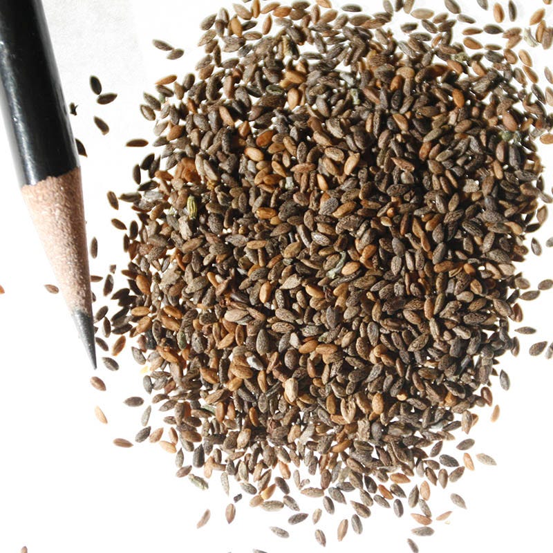 Scarlet Sage Seeds - Image 4