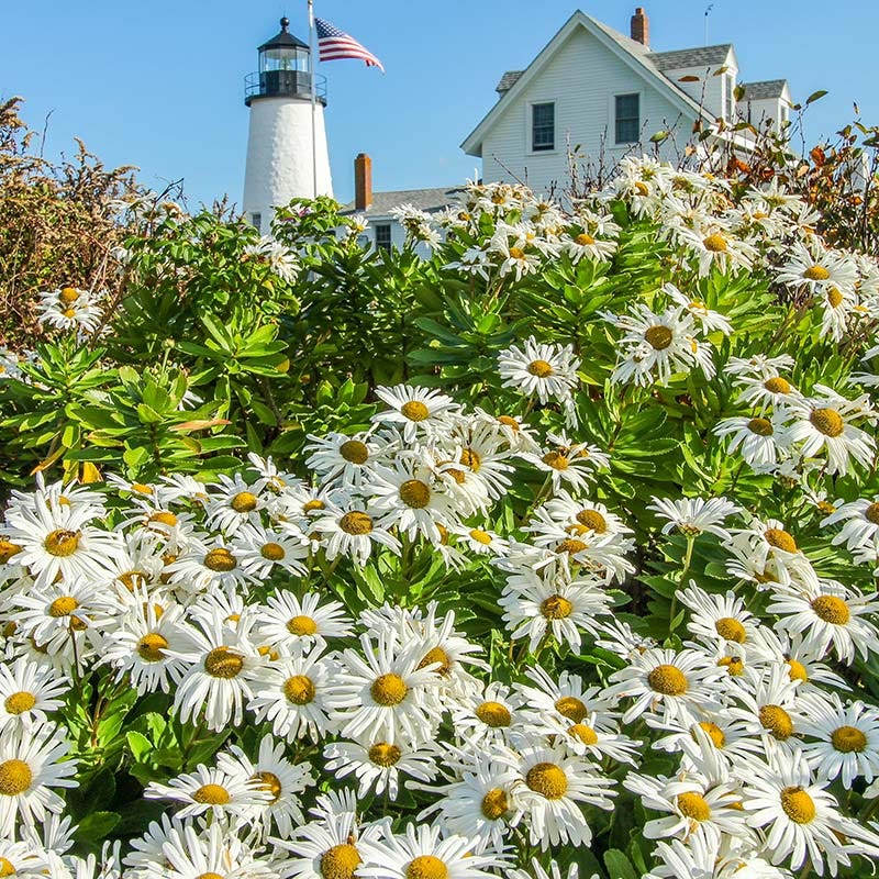 Shasta Daisy Seeds - Image 2