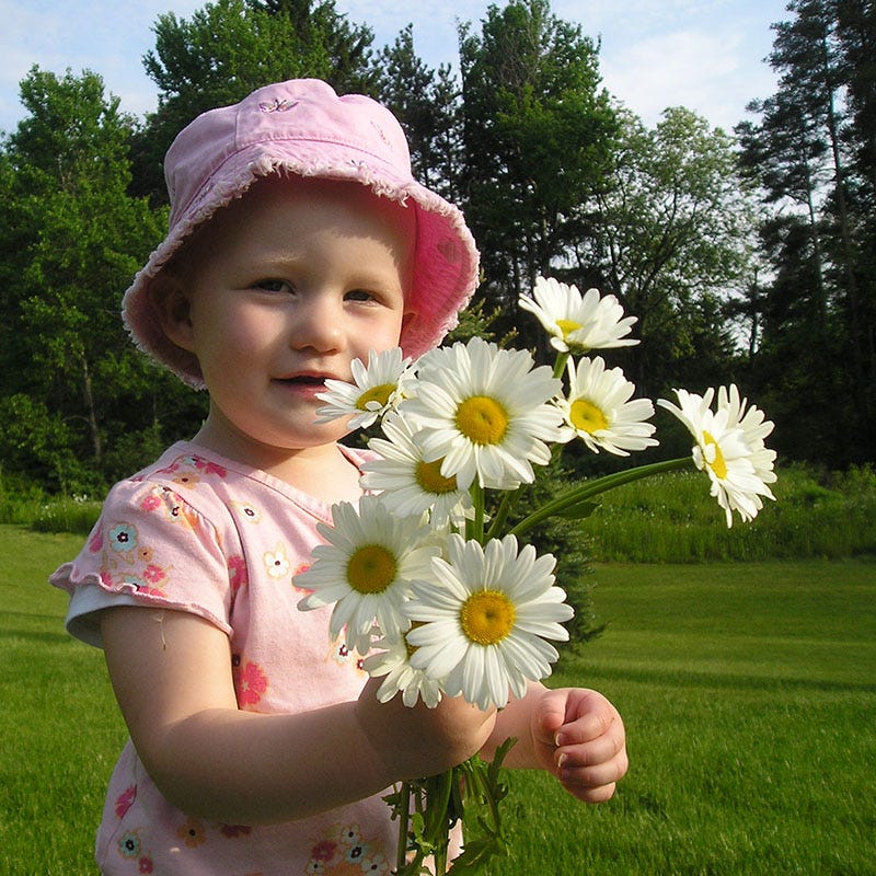 Shasta Daisy Seeds - Image 4