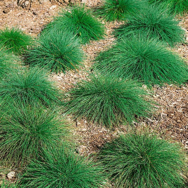 Sheep Fescue Grass Seeds - Image 2