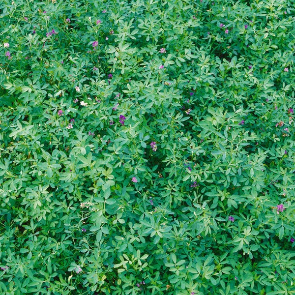 Sheep Pasture Seed Mix - Image 2