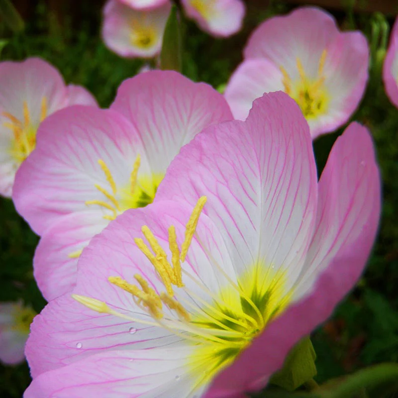 Showy Evening Primrose Seeds - Image 2