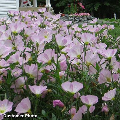 Showy Evening Primrose Seeds - Image 3