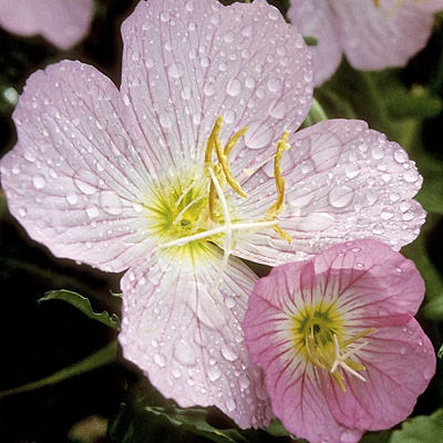 Showy Evening Primrose Seeds - Image 5