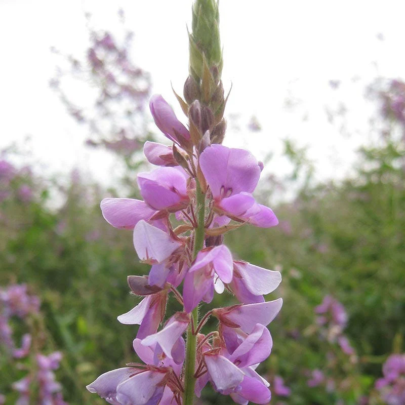 Showy Tick Trefoil Seeds - Image 3