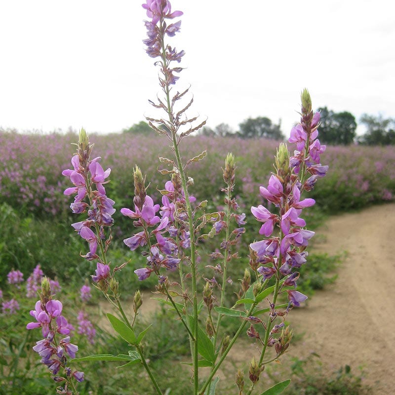 Showy Tick Trefoil Seeds - Image 4