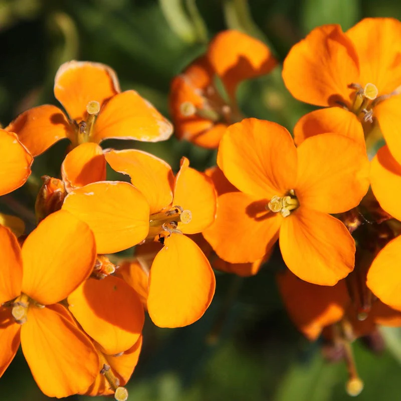 Siberian Wallflower Seeds - Image 2