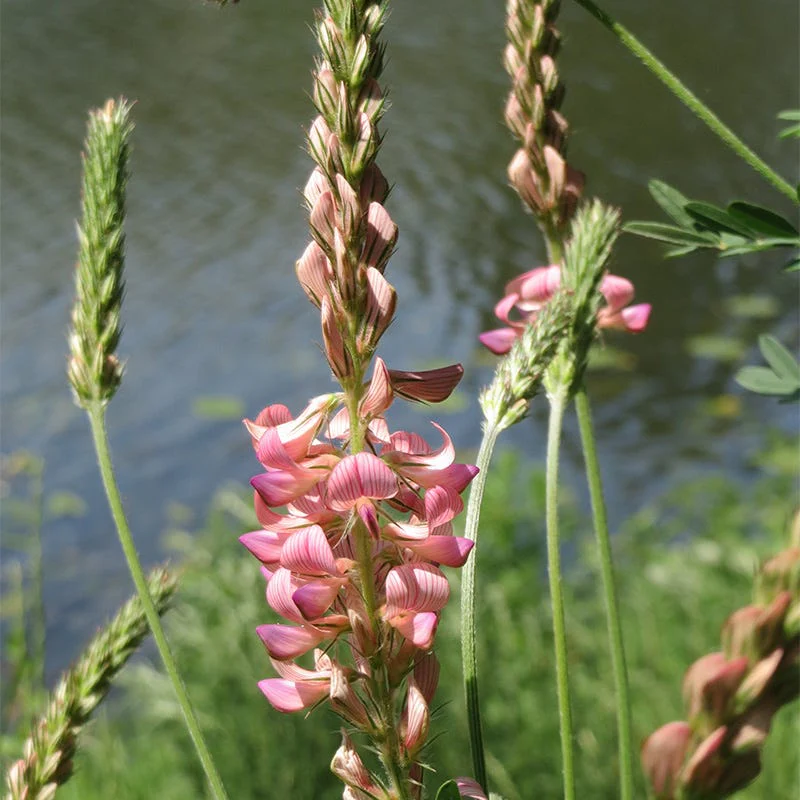 Pollinator Cover Crop Seed Mix - Image 2