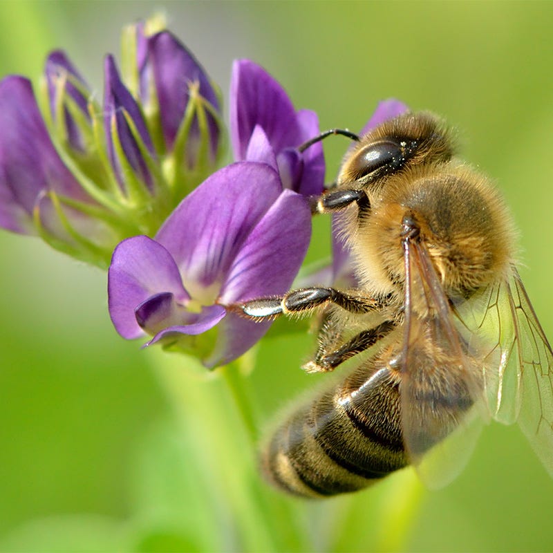Pollinator Cover Crop Seed Mix - Image 3
