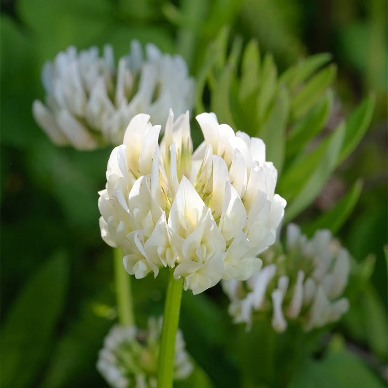 Pollinator Cover Crop Seed Mix - Image 4