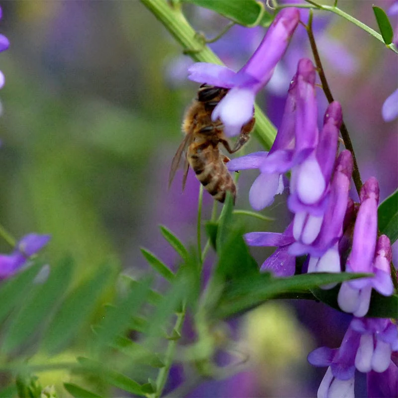 Pollinator Cover Crop Seed Mix - Image 5