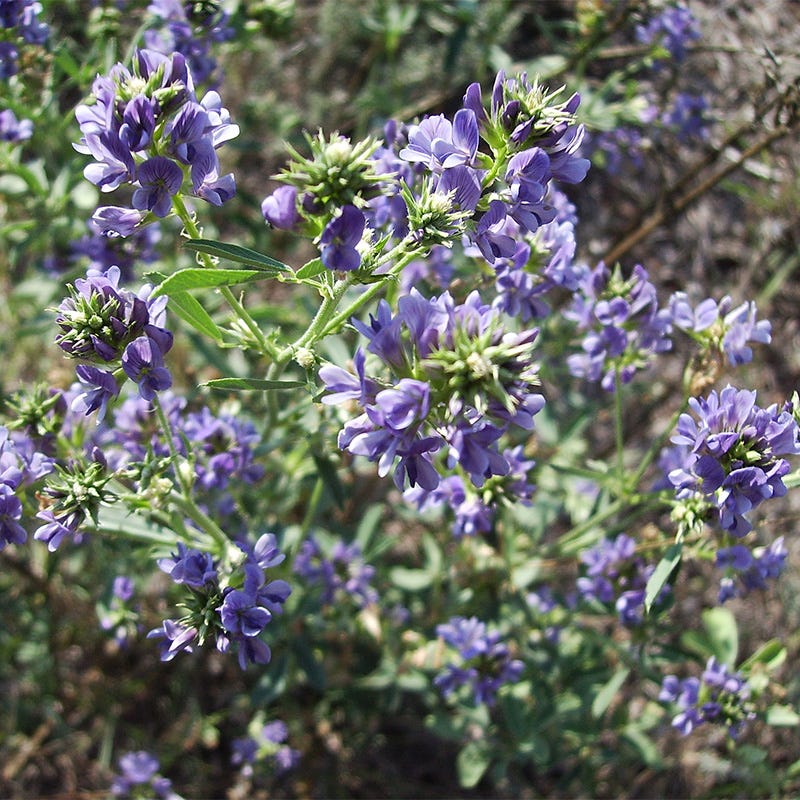 Pollinator Cover Crop Seed Mix - Image 6