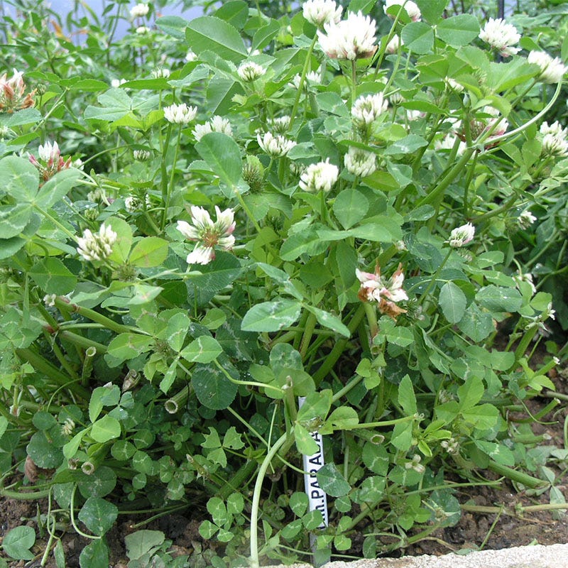 Pollinator Cover Crop Seed Mix - Image 8