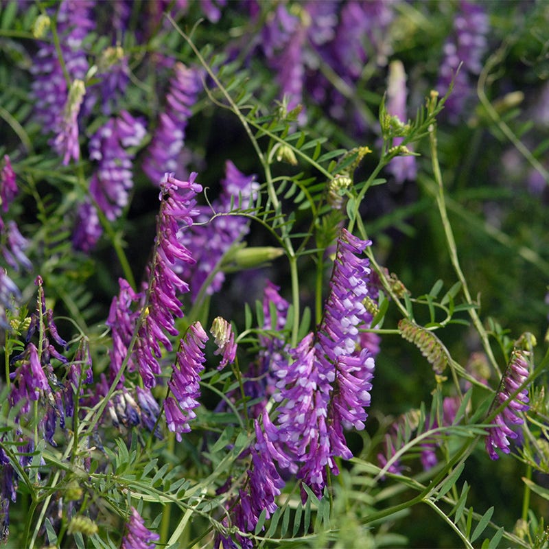 Pollinator Cover Crop Seed Mix - Image 9