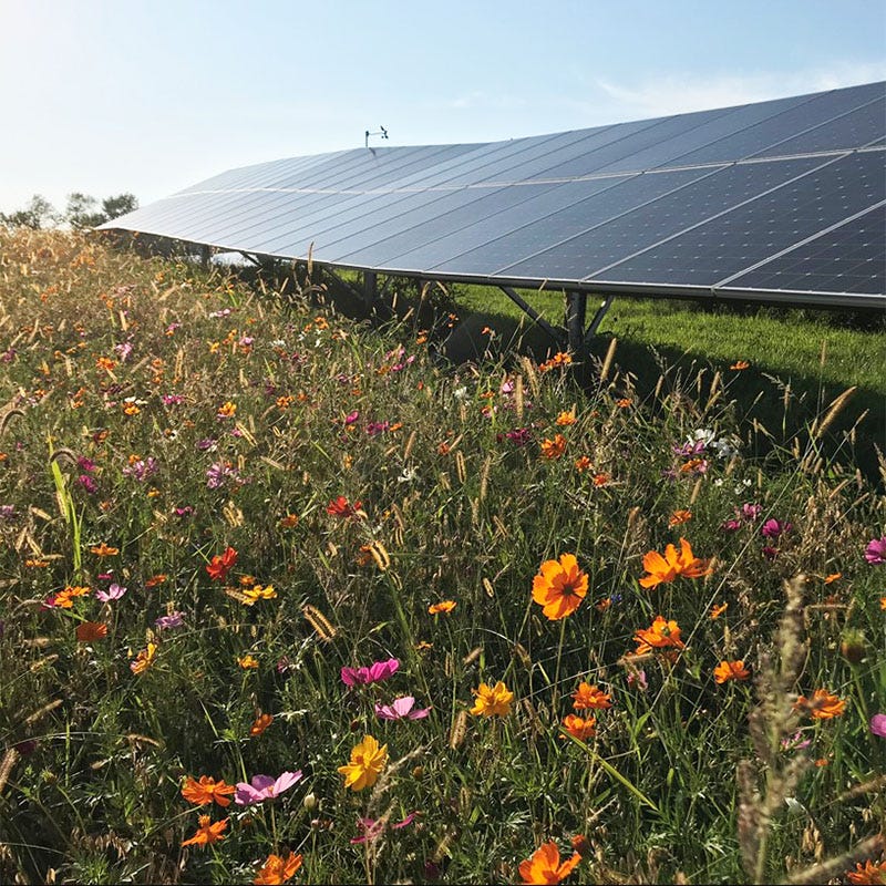 Solar Farm Color Seed Mix - Image 4
