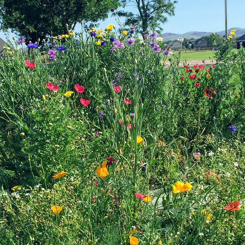 South Carolina Select Wildflower Seed Mix - Image 2