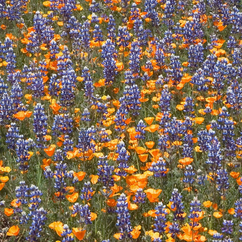 Southwest Pollinator Wildflower Seed Mix - Image 9