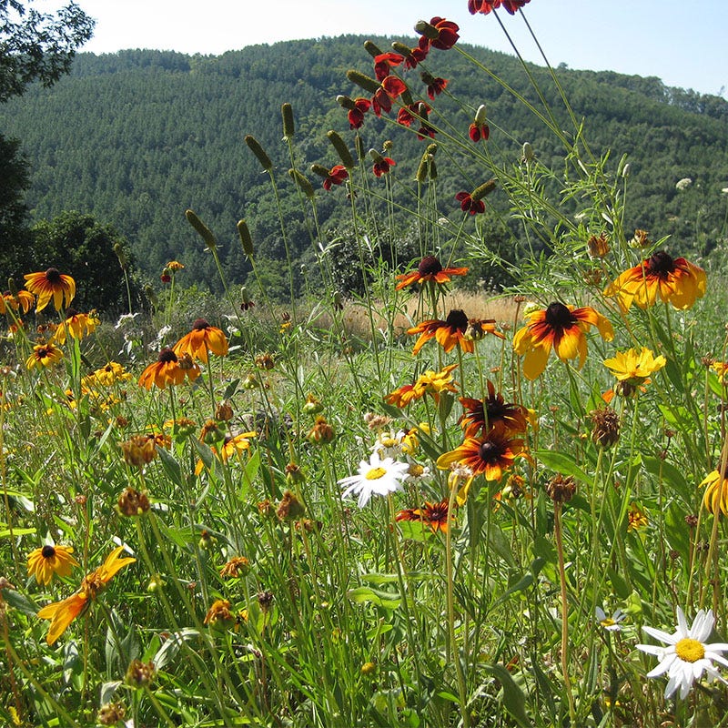 Southwest Select Wildflower Seed Mix - Image 2