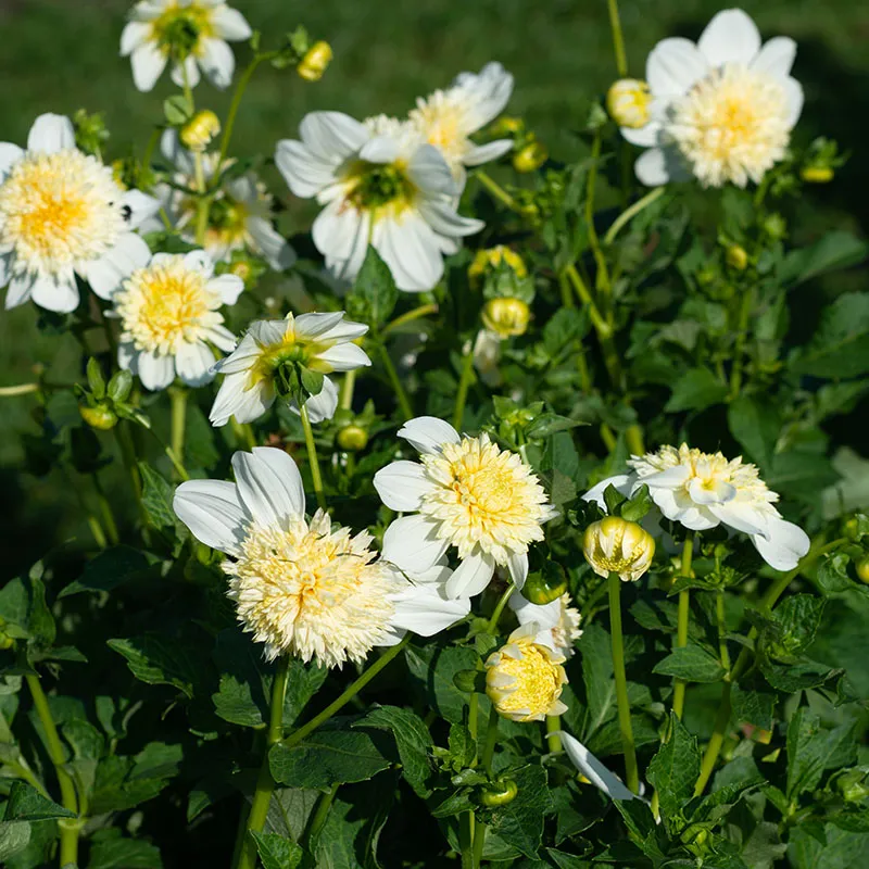 Platinum Blonde Anemone Dahlia - Image 2