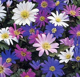 Anemone blanda Mix - Image 4