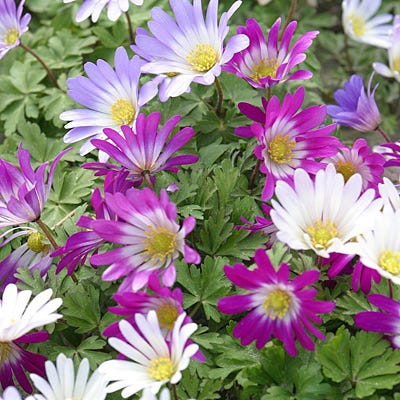 Anemone blanda Mix - Image 5