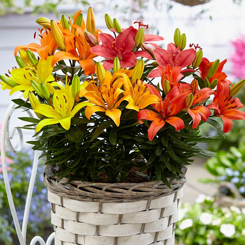 Asiatic Lily Mix - Image 2
